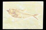 Fossil Fish (Diplomystus) - Wyoming #176324-1
